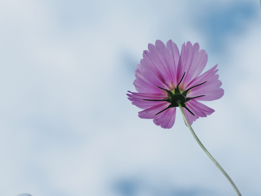 淡い空を背景に咲くピンク色の花